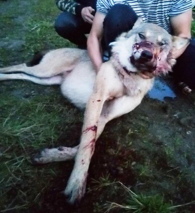 15.08.2019, п.Литвино. В 18:00 этот волк напал на женщину, покусал ногу, но рядом появился охотник